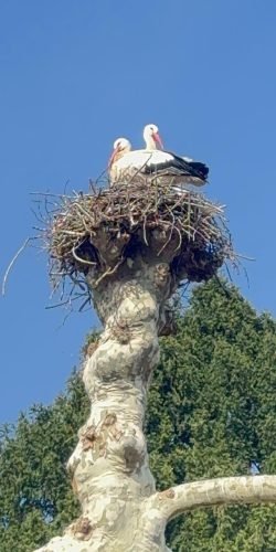 Buyer considering whether to choose a main residence or a lifestyle property base in France